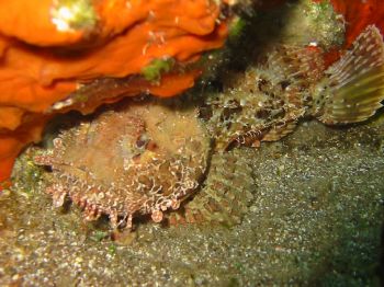This picture is taken by a depth of 6 meters in Wolfnosep... by Korcan Unsal 